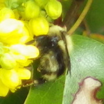 Red-belted Bumble Bee
