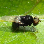 [Soldier Fly]