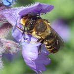 Mason, Leafcutter, Carder, and Resin Bees