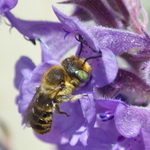Mason, Leafcutter, Carder, and Resin Bees