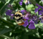 Great Basin Bumble Bee