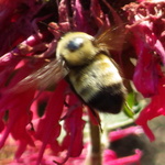 Nevada Bumble Bee