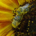 Longhorn Bees