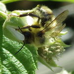 Vancouver Bumble Bee