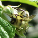 Vancouver Bumble Bee