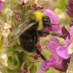 Western Bumble Bee