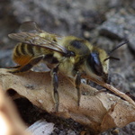 Leafcutter, Mortar, and Resin Bees