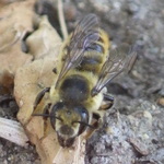 Leafcutter, Mortar, and Resin Bees