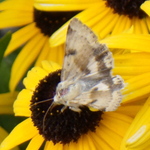 Darker-spotted Straw Moth