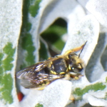 European Woolcarder Bee