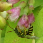 [Striped Sweat Bees]