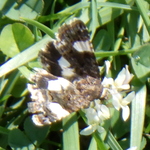 Four-spotted Moth
