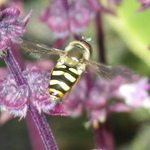 Western Aphideater