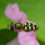Western Aphideater