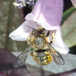 European Woolcarder Bee