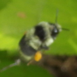 Nearctic Bumble Bee