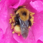 Nevada Bumble Bee