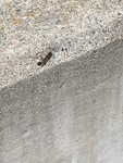 Yellow-legged Mud-dauber Wasp