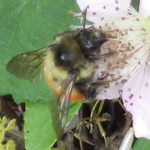 Black-tailed Bumble Bee