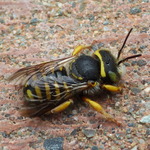 Oblong Woolcarder Bee