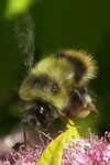 Fuzzy-Horned Bumble Bee