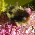 Fuzzy-Horned Bumble Bee