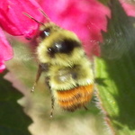 Great Basin Bumble Bee