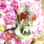 Hunt's Bumble Bee