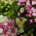 Brown-belted Bumble Bee