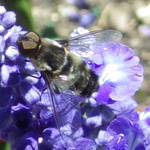 [Bee fly]