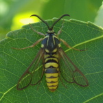 American Hornet Moth